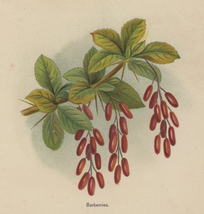 Berberries de English School